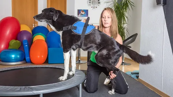 canine rehabilitation therapy