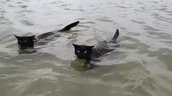 look-alike cats love swimming together