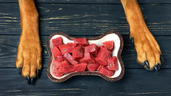 raw food mistakes to avoid with your dog