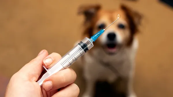 vaccine adverse events in dogs