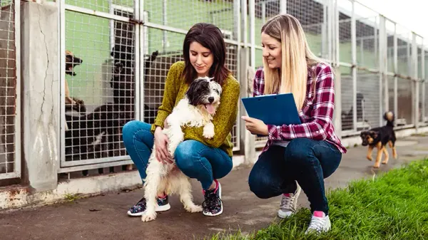 why you should adopt a shelter dog