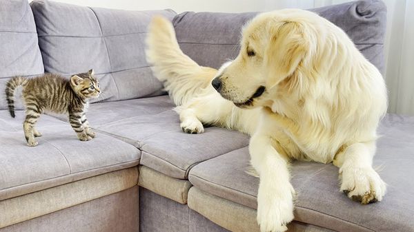 golden retriever to tiny kitten: 'you still here?'