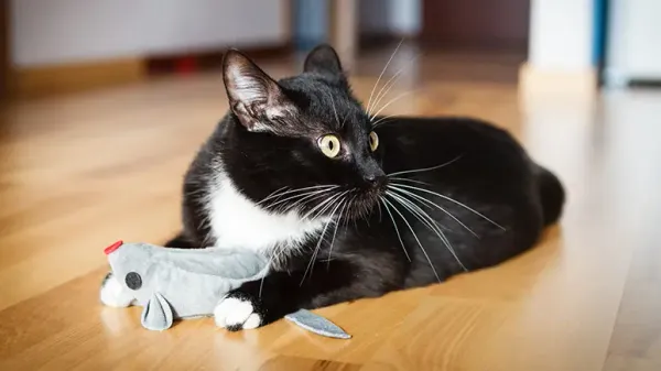 cat toys to simulate hunting prey