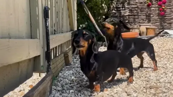 cute dachshunds keeping up with sizzle and pizza