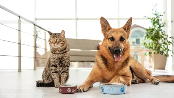 dietary habit for overweight pets