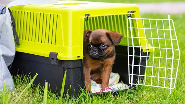 the benefits of crate training
