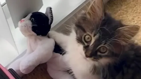 he got a real kitty but still loves the stuffed one