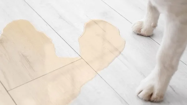 causes and treatment for urinary incontinence in pets