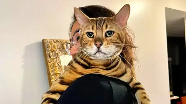 bengal cat is transformed by patience and love