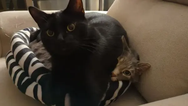 one cat doesn't want to snuggle the other cat finds a solution