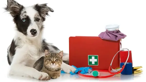 treating pet injuries illnesses