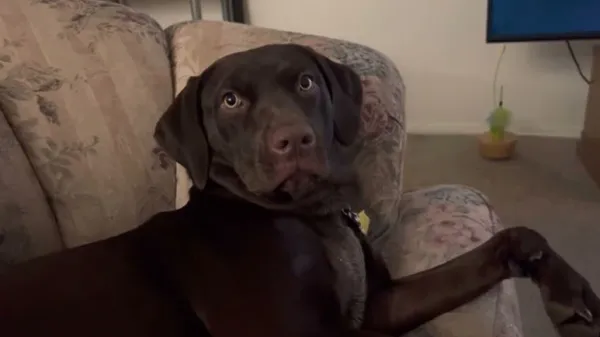 dog argues when hes called a barkaholic