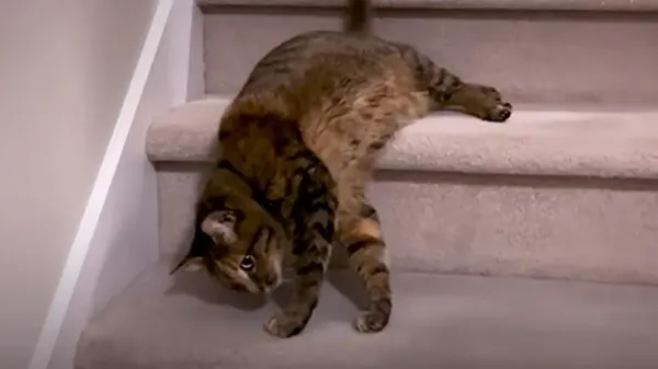 cat rolls down the stairs multiple times a day