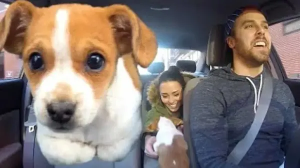 cute puppy delights uber passengers