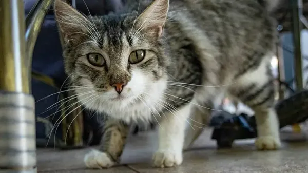 cat indoor hunting feeder