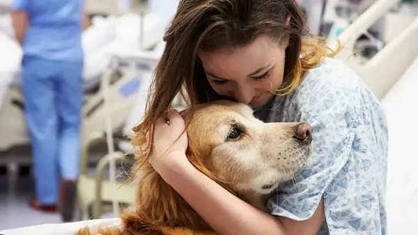 good therapy dog qualities