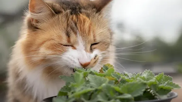 herbs cat will love
