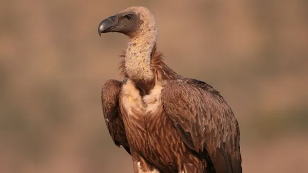how vultures are saving lives in the wild