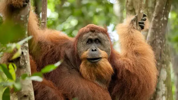 orangutan rakus self-medication