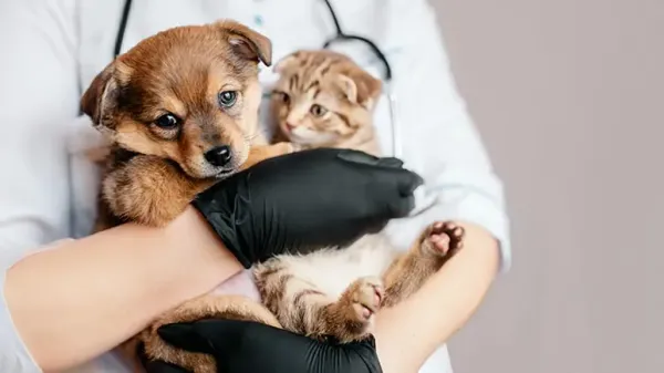 pet vaccines