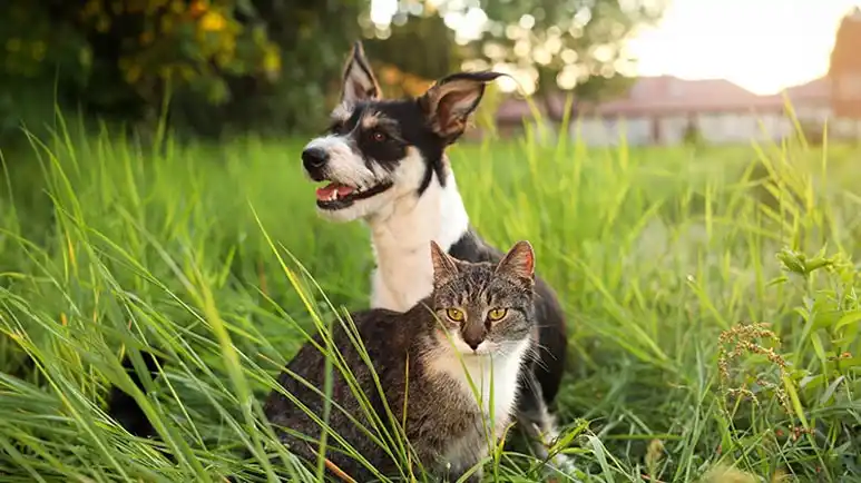 how grounding benefits your pets