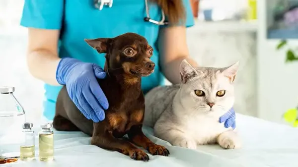 fecal microbiota transplant in pets