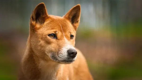 can dingoes be domesticated