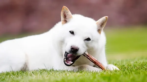 dog antler chews