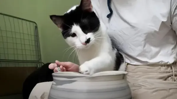 momo the pottery cats success