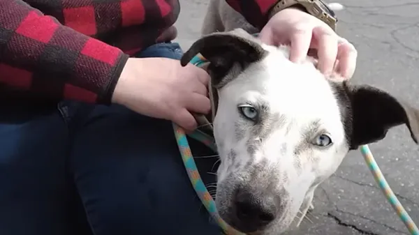 dog rescued at starbucks finds new hope