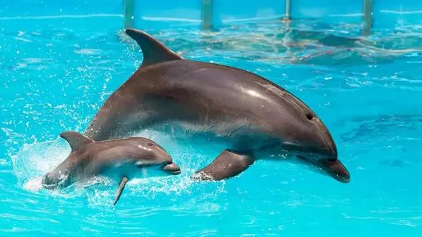 dolphins use baby talk