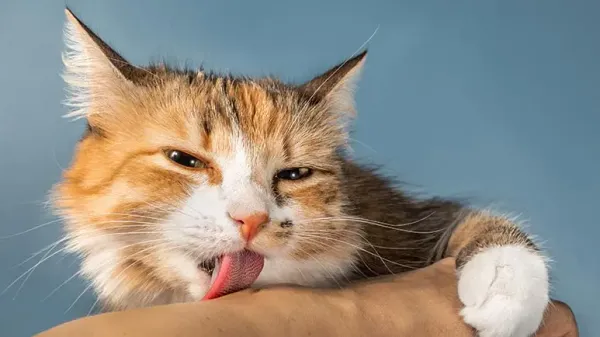 why cats lick people