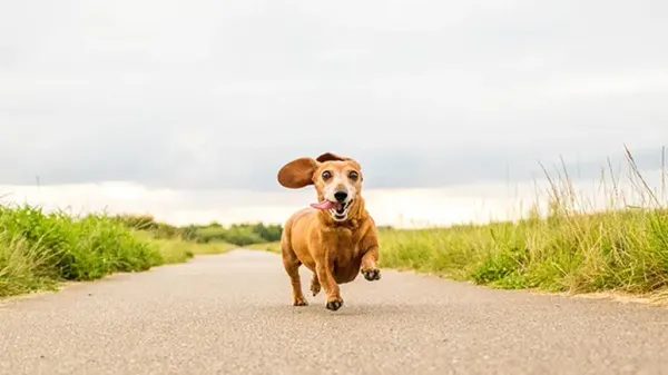 dog zoomies