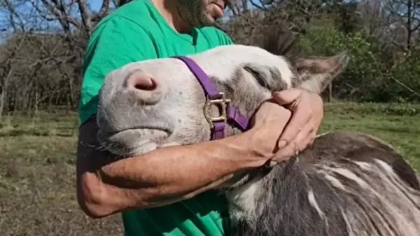 rescuing chocula a donkeys journey