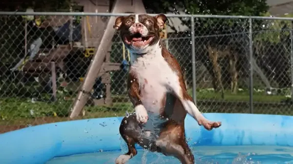 meet the ultimate pool loving pup