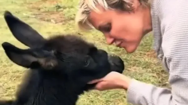 rescued donkey finds a loving home