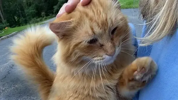 turning a house into a cat haven