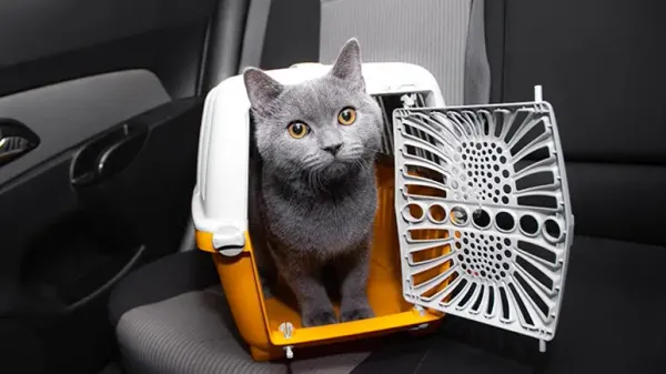 car trip with cat