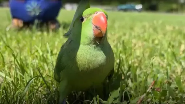 from fear to flight a birds recovery