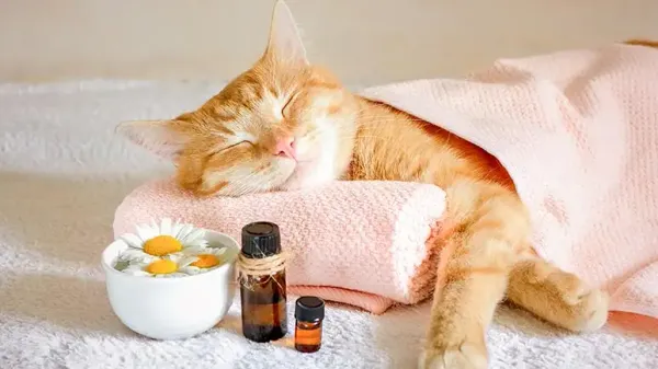 essential oils pets