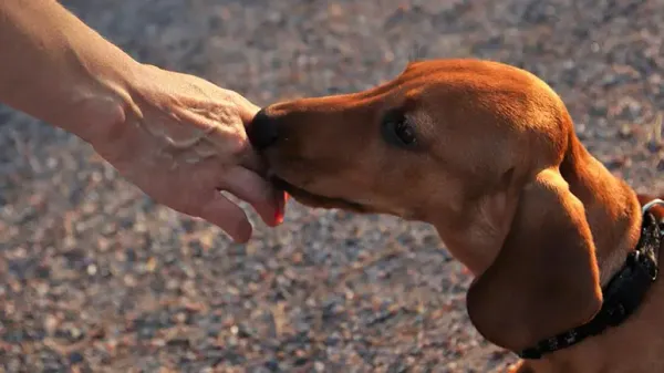 tips when greeting dogs