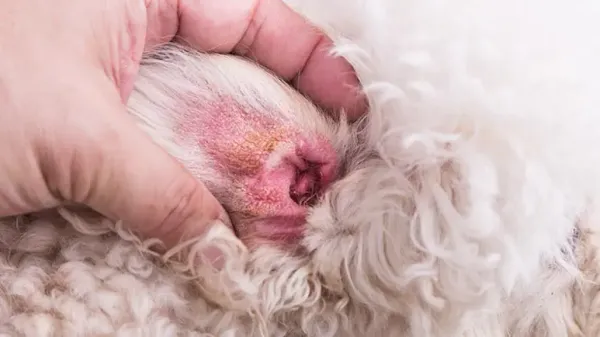 dog ear hematoma