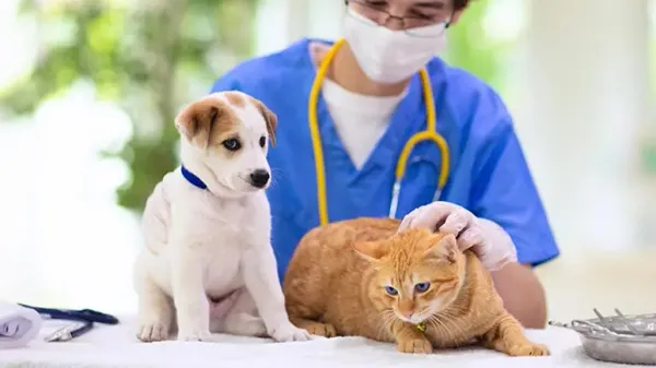 pain scoring veterinary patients