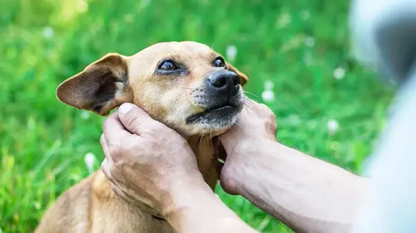 diy dog checkup