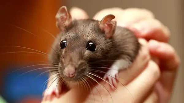 why rats make great pets