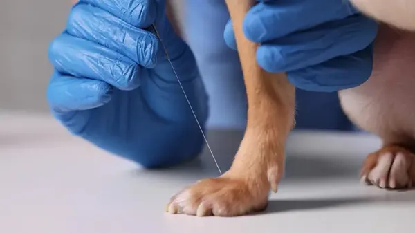 pet acupuncture