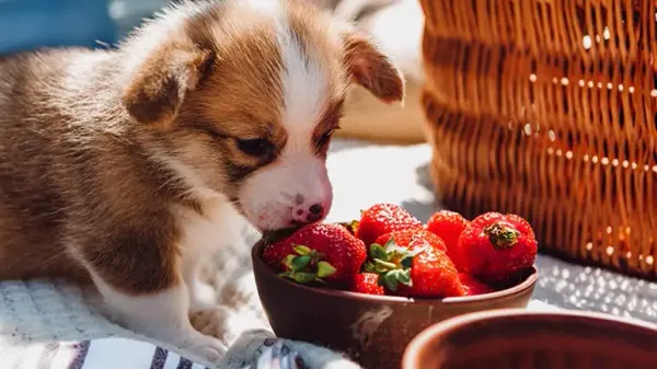 can you feed strawberries to your pets