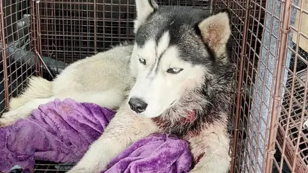 rescued husky finds joy after near death experience