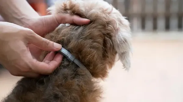 epa ignoring the danger of flea and tick collars