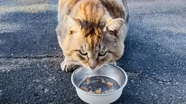 stray cat finds love and a forever home